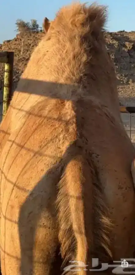 ناقة حايل سمين فل 1