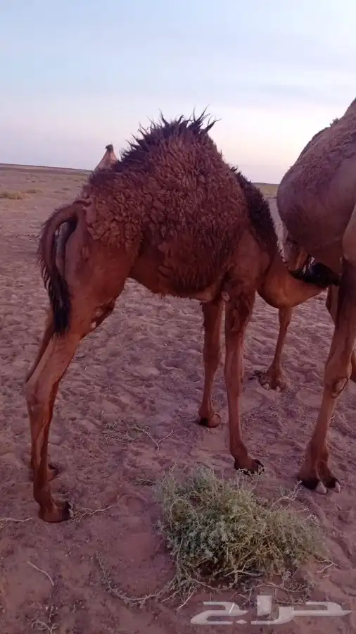 حشو مغلقة 1