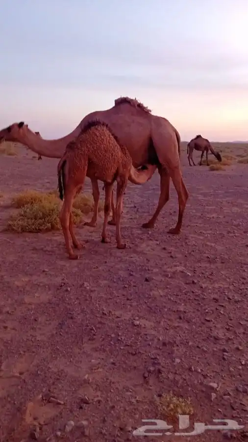 حشو مغلقة 0