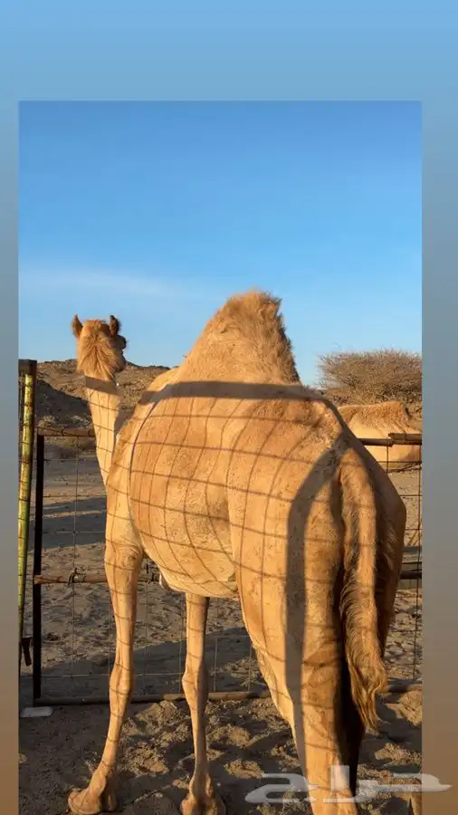ناقة حايل سمين فل 0