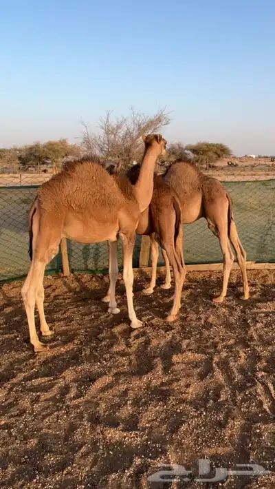 قعدان شحم ونضيفه 2