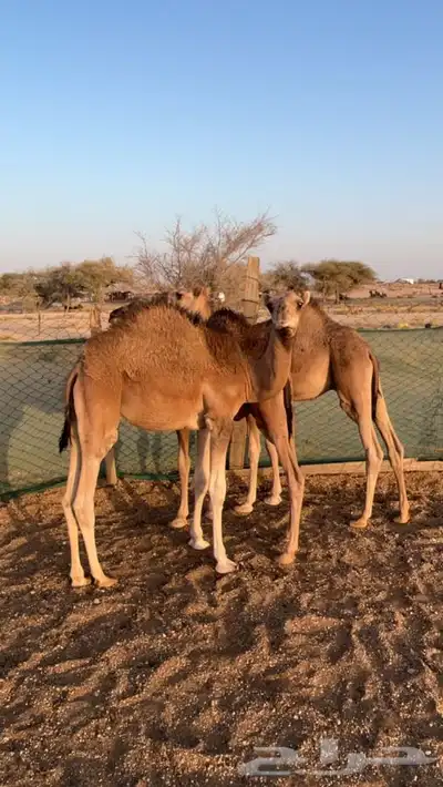 قعدان شحم ونضيفه 1