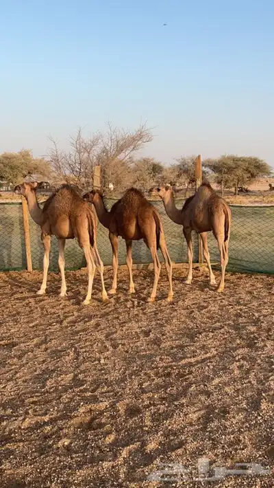 قعدان شحم ونضيفه 0