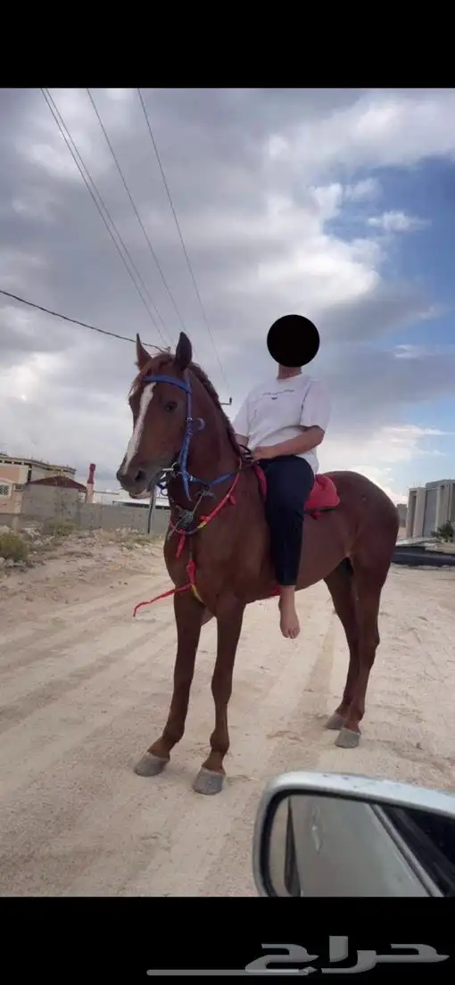 خيل شعبي 2