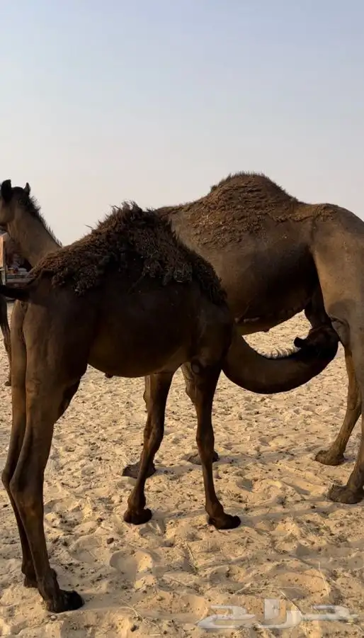 قعدان للبيع 2