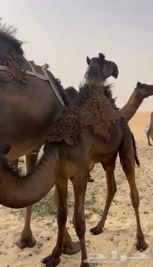 قعدان للبيع 1