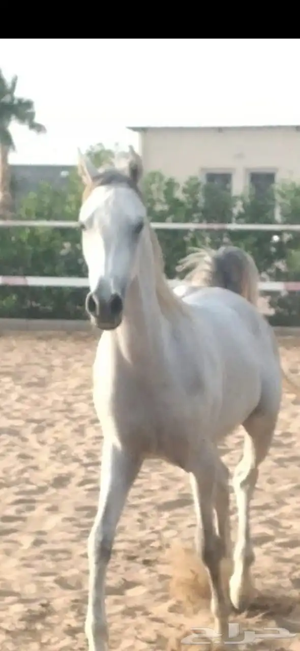 مهر عربي 2