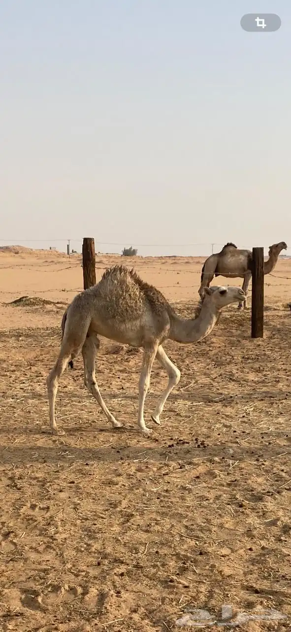 قعود شرط للبيع 1