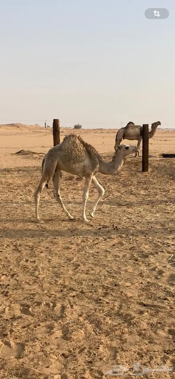 قعود شرط للبيع 0