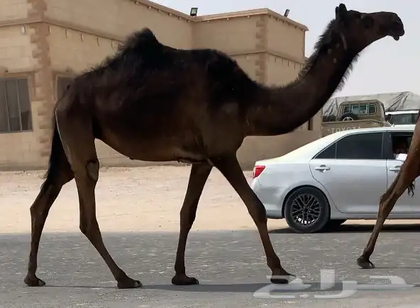 مجهم حقه طيبه جدا 0