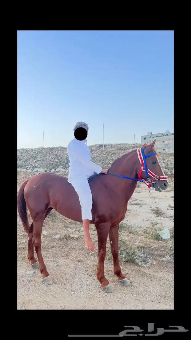 خيل شعبي 1