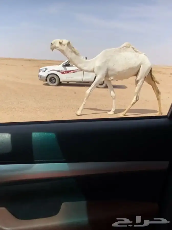 للبيع العود 0