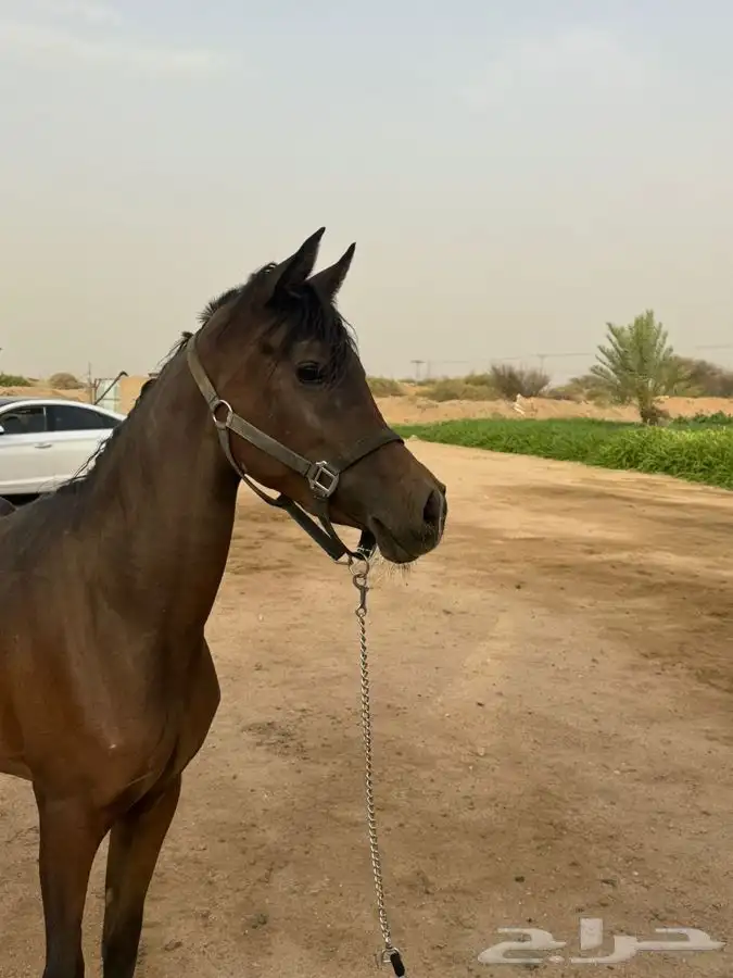 مهره شعبيه 2