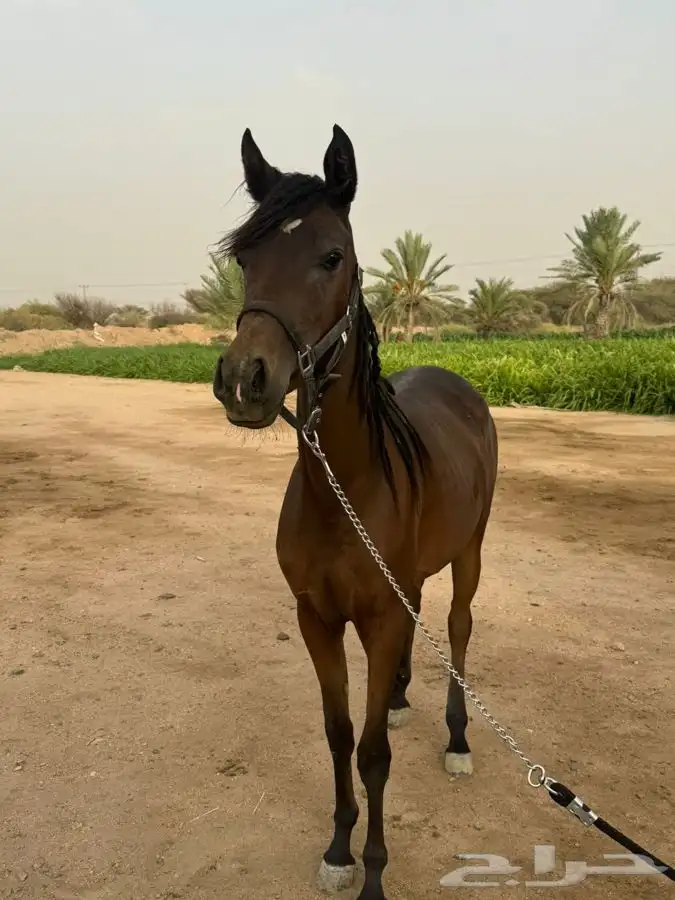 مهره شعبيه 1