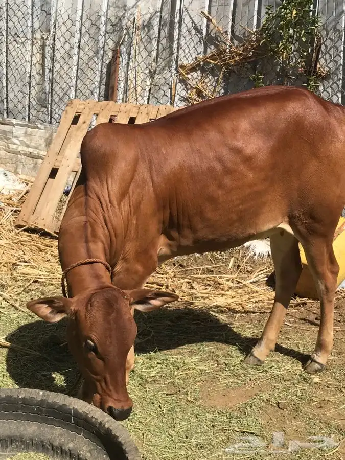 حسيلة بلدي 1
