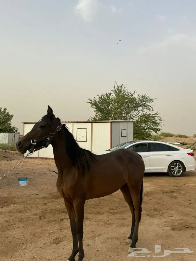 مهره شعبيه 4