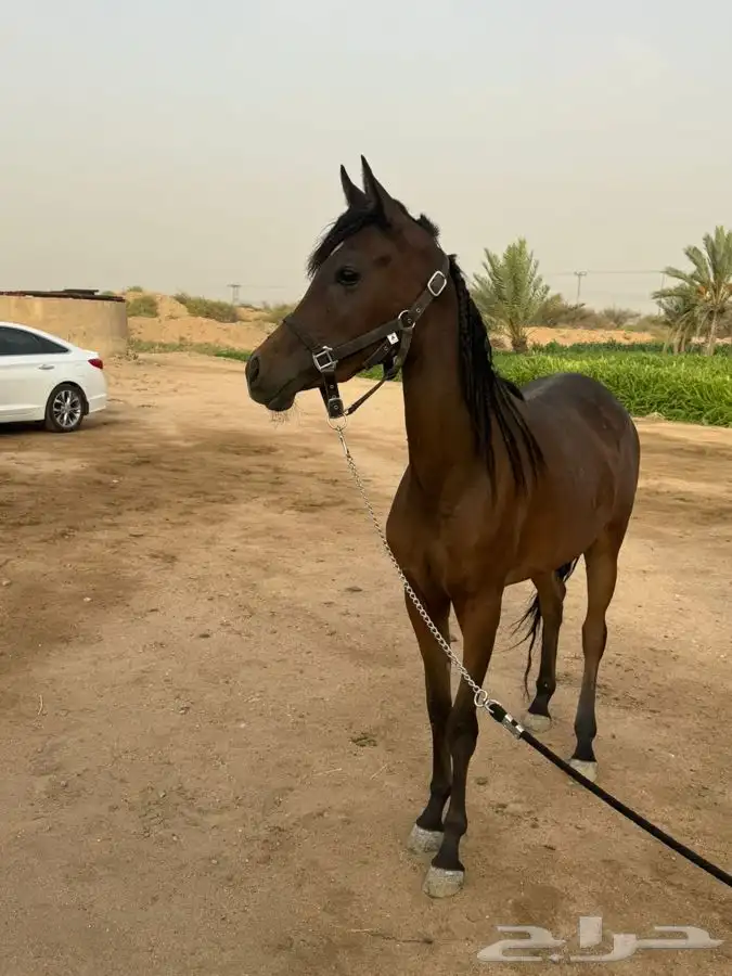 مهره شعبيه 3