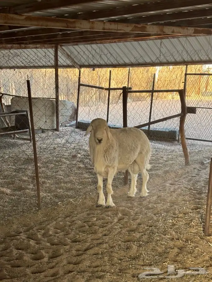 فحل صنف من مراح فواخر 3