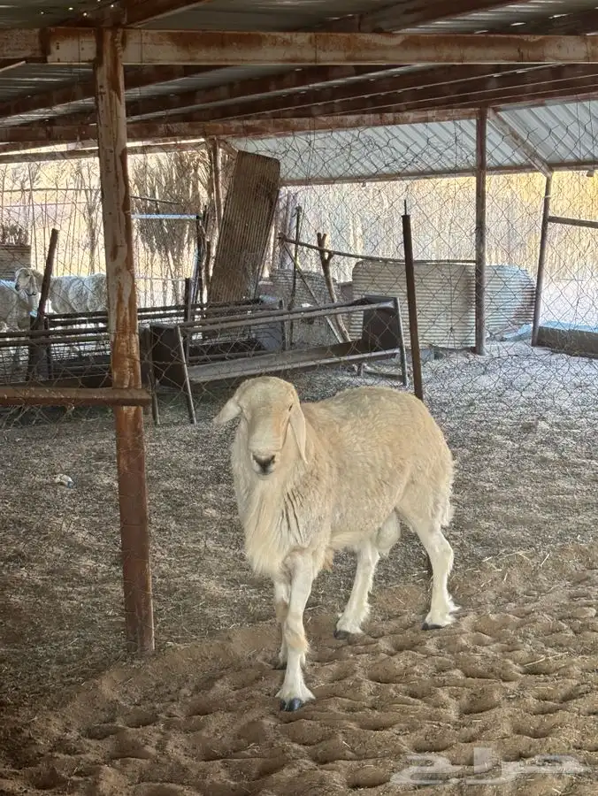 فحل صنف من مراح فواخر 2