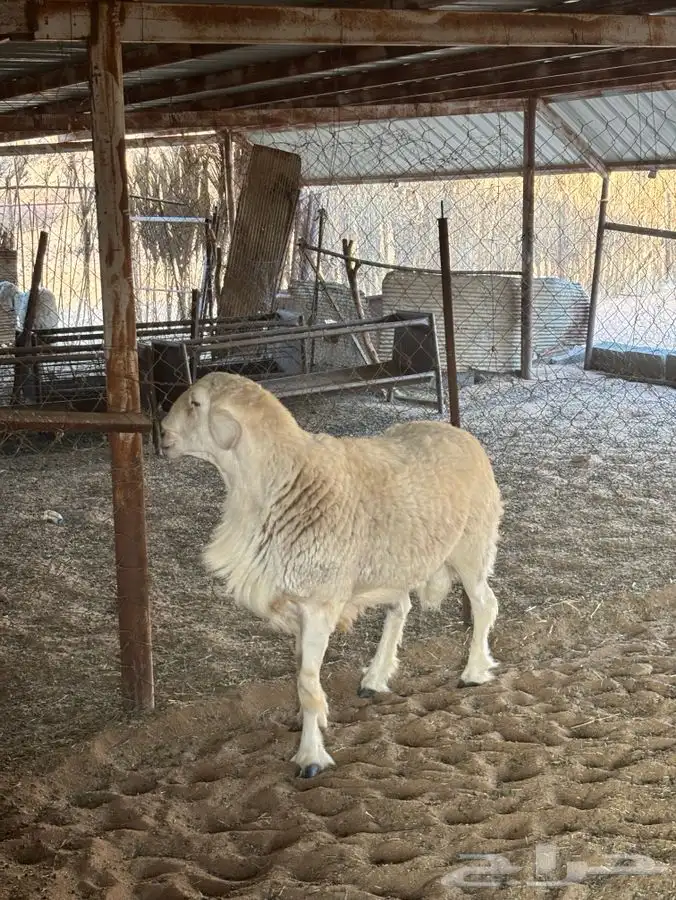 فحل صنف من مراح فواخر 1