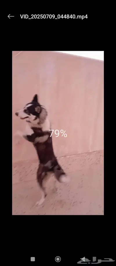 كلب هاسكى أنثى .. أليفة .. لعوب .. تفهم بعض الأوامر 1