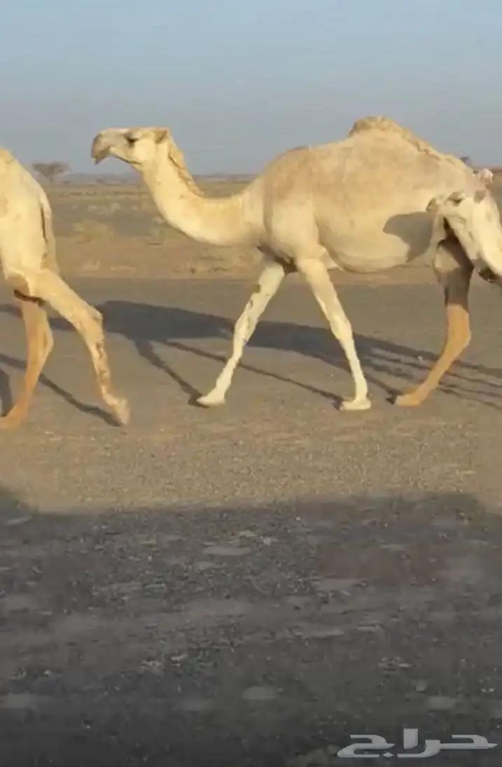 بكرة وضحا لقيه 0