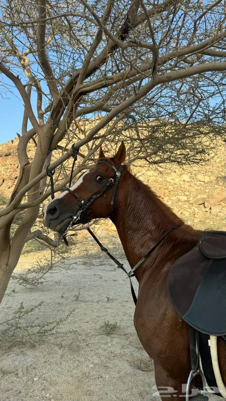 حصان سرعه 3