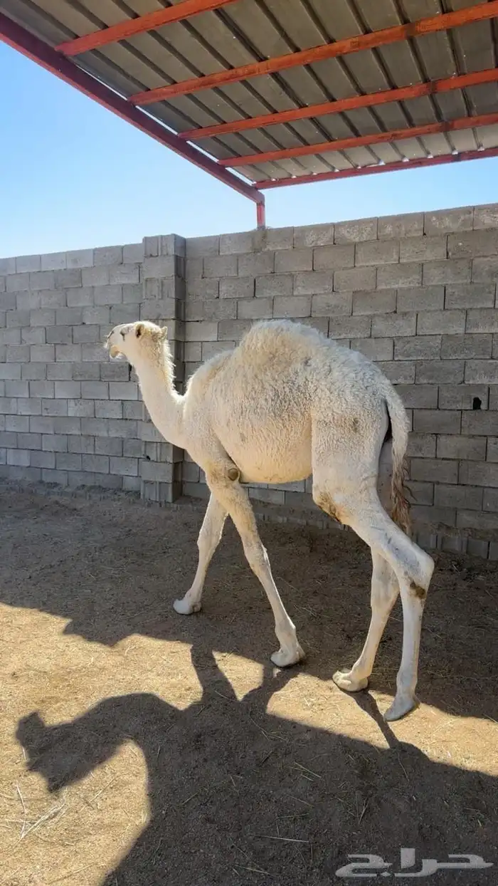 قعوود كفوو 3