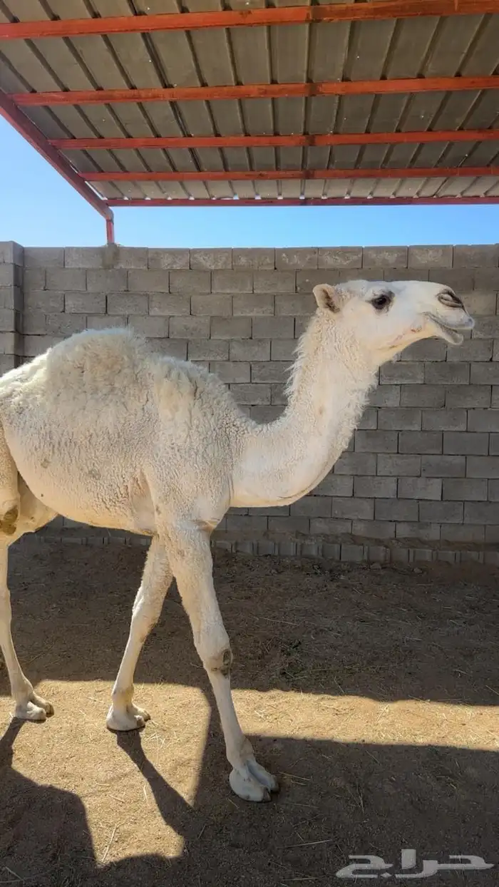 قعوود كفوو 5