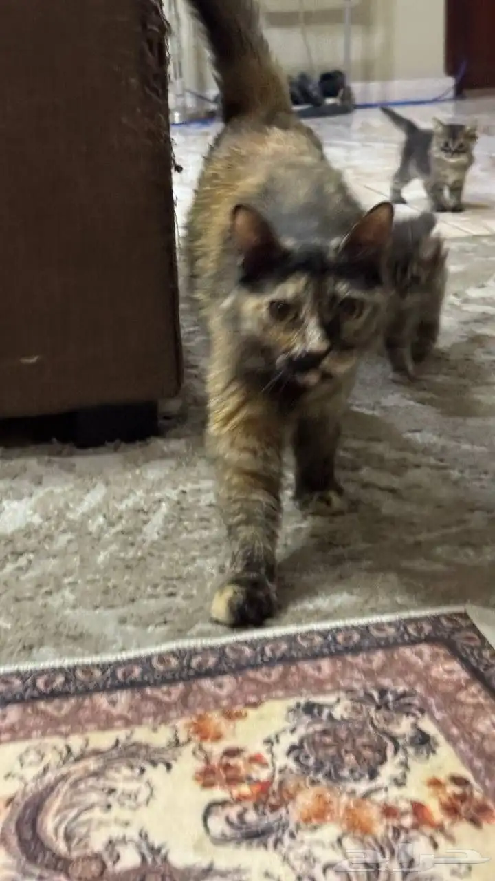 قطط 0