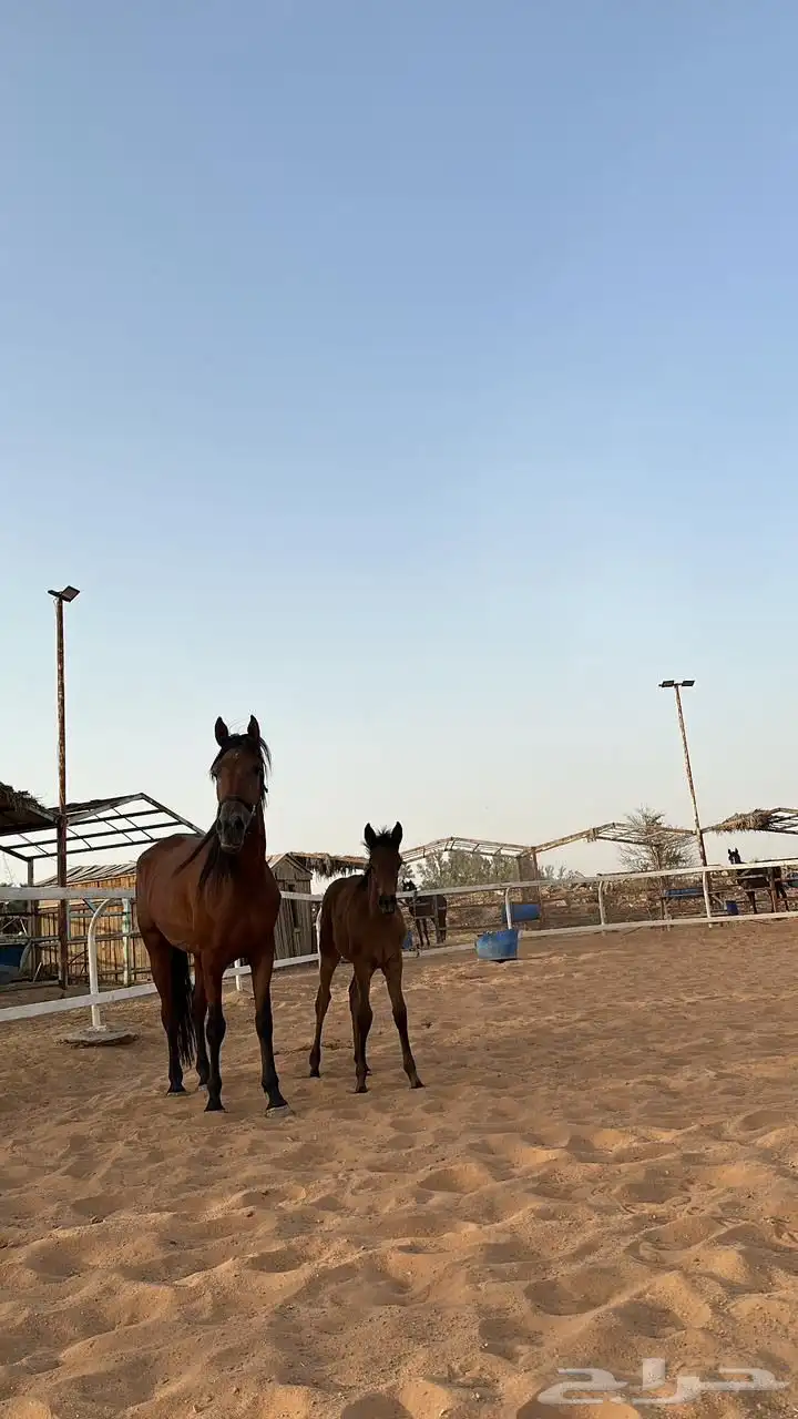 فرس شعبيه تحتها مهره 0