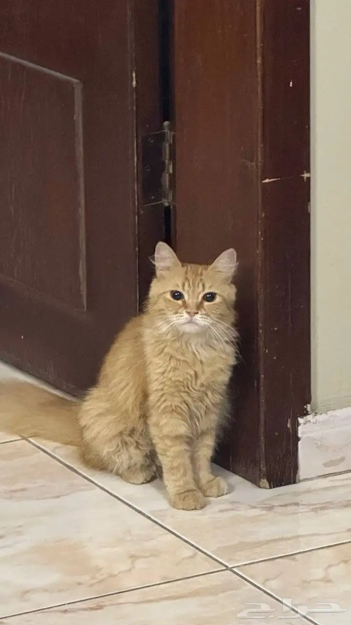 قطط 2