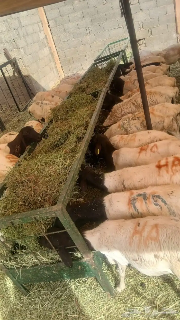 برابر صوماليه وسواكن تربيه علف نضيف وصحه جيده 3
