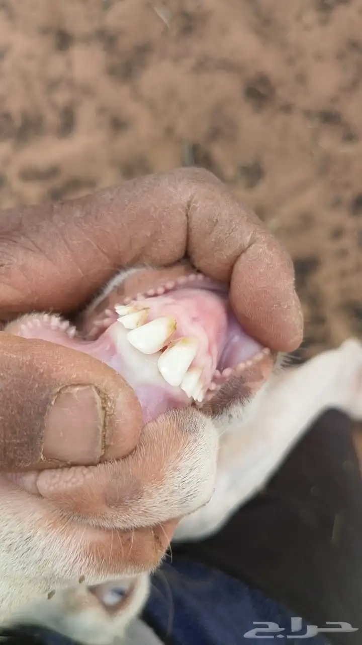 عنز مطوره هولنديه 1