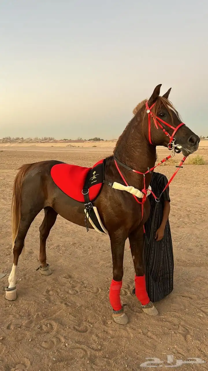 حصان شيخ 3