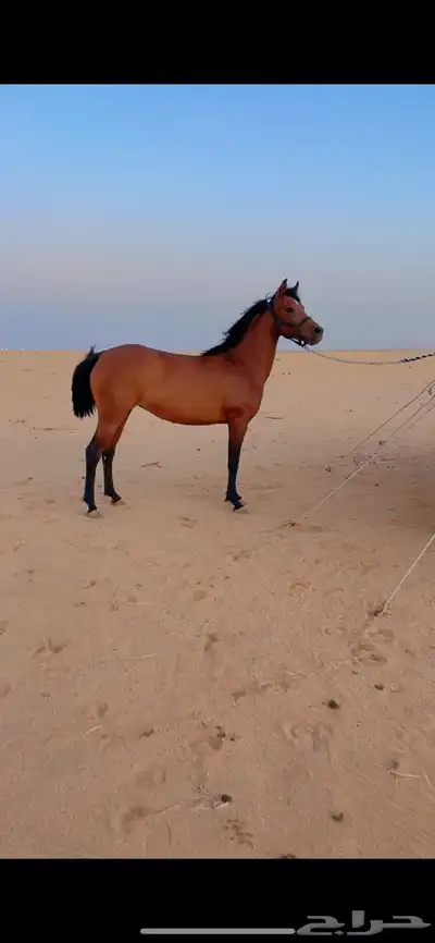تم البيع 0