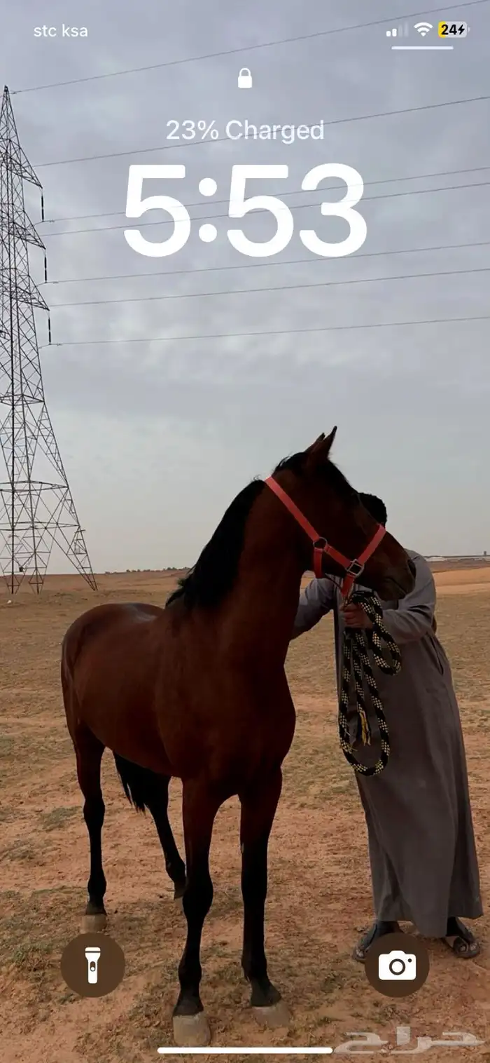 حصان للبيع 2
