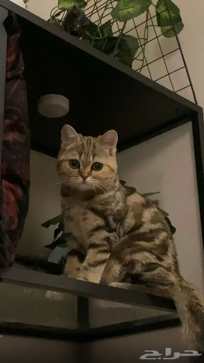 قطه سكوتش ستريت انثى 4