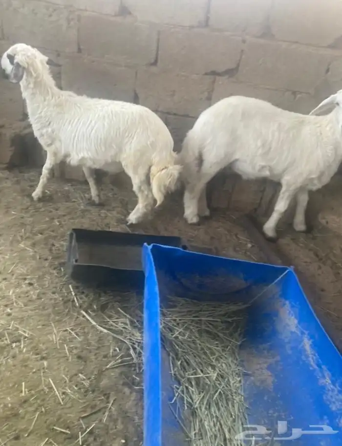 2 طليان 0