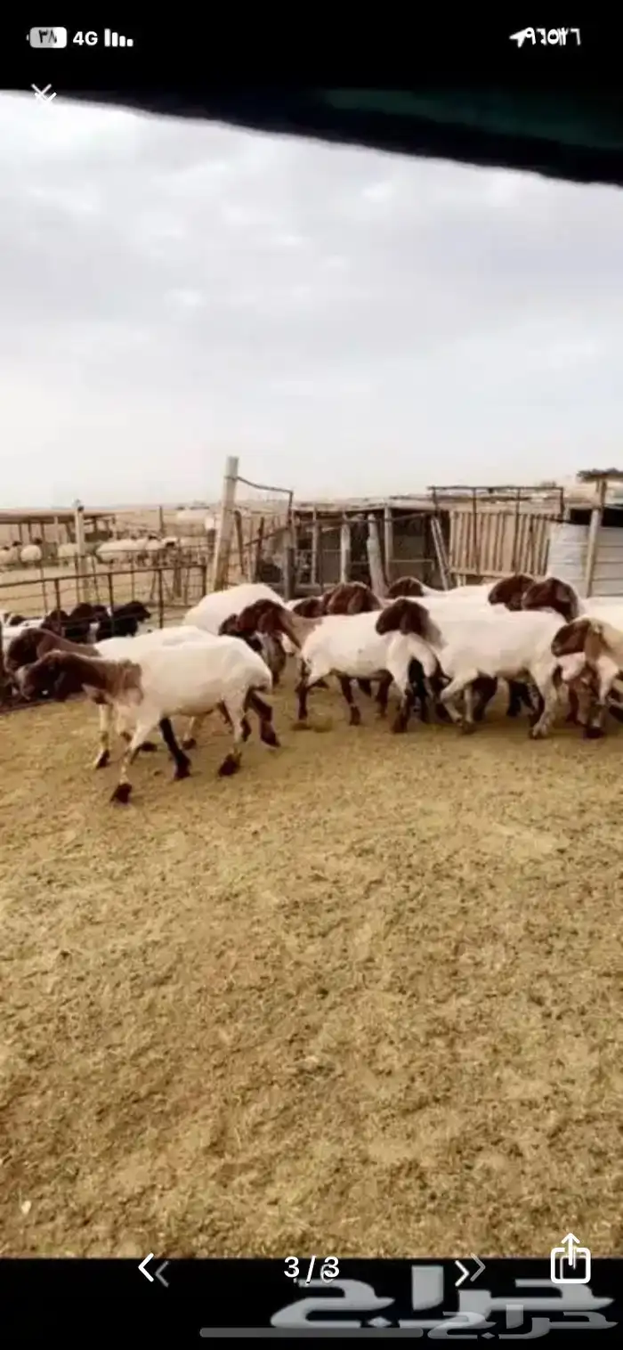 حلاق غنم نعيمي مكنيه 1