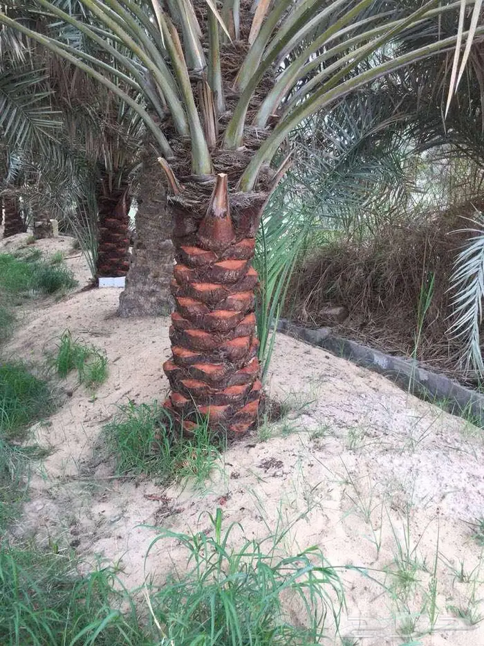 تكريب تنظيف النخل علاج السوس 2