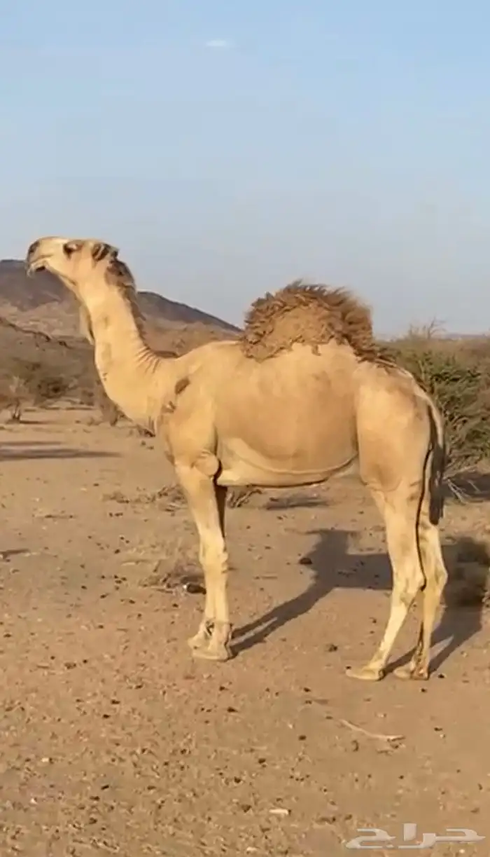 فحل تمامي اشقح 0