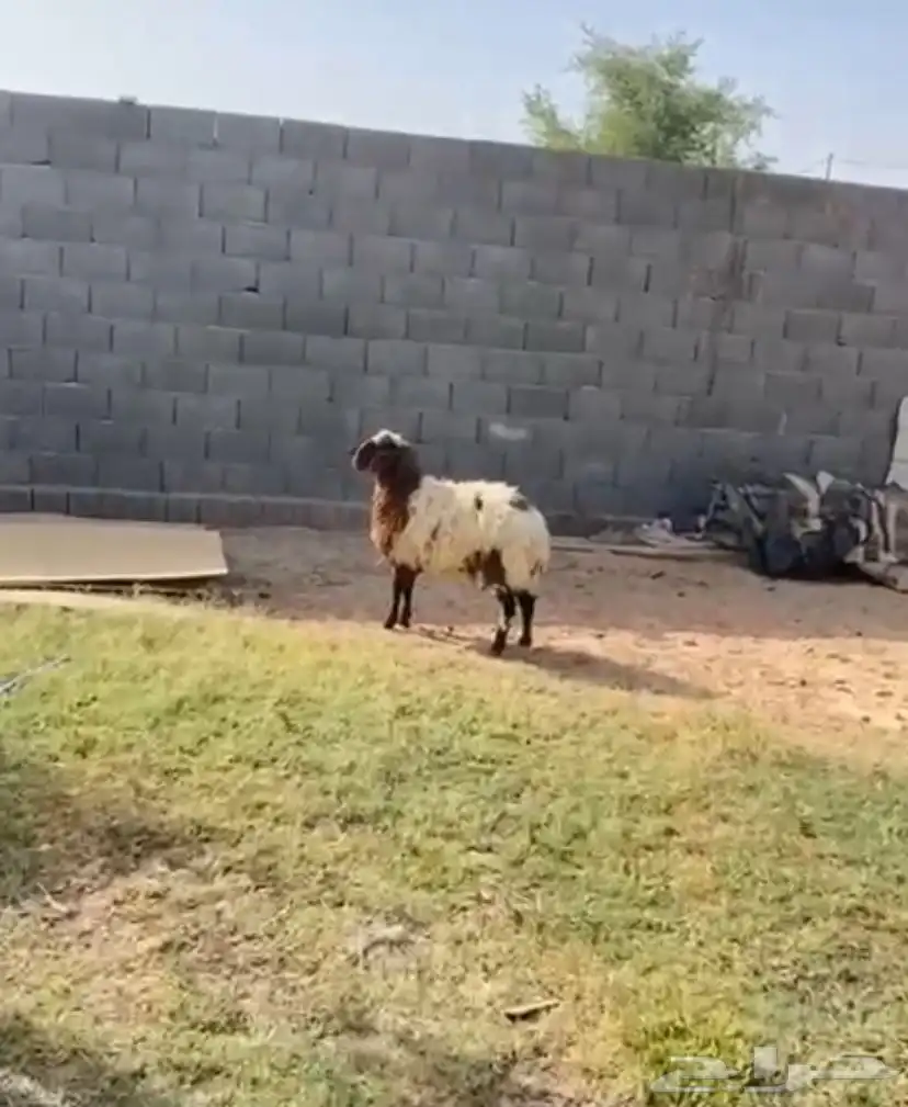جذعه 1