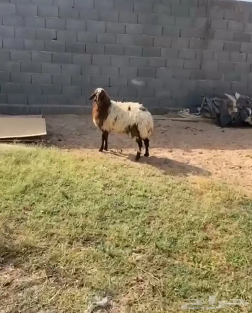 جذعه 0