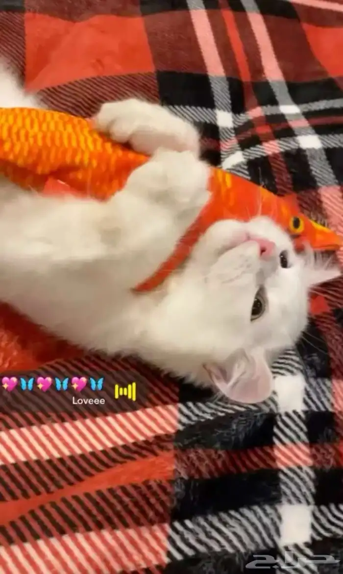 تزاوج قطط 1