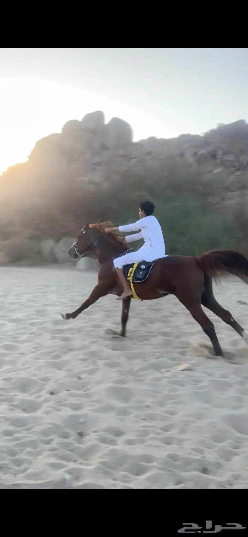 حصان سرعه 0