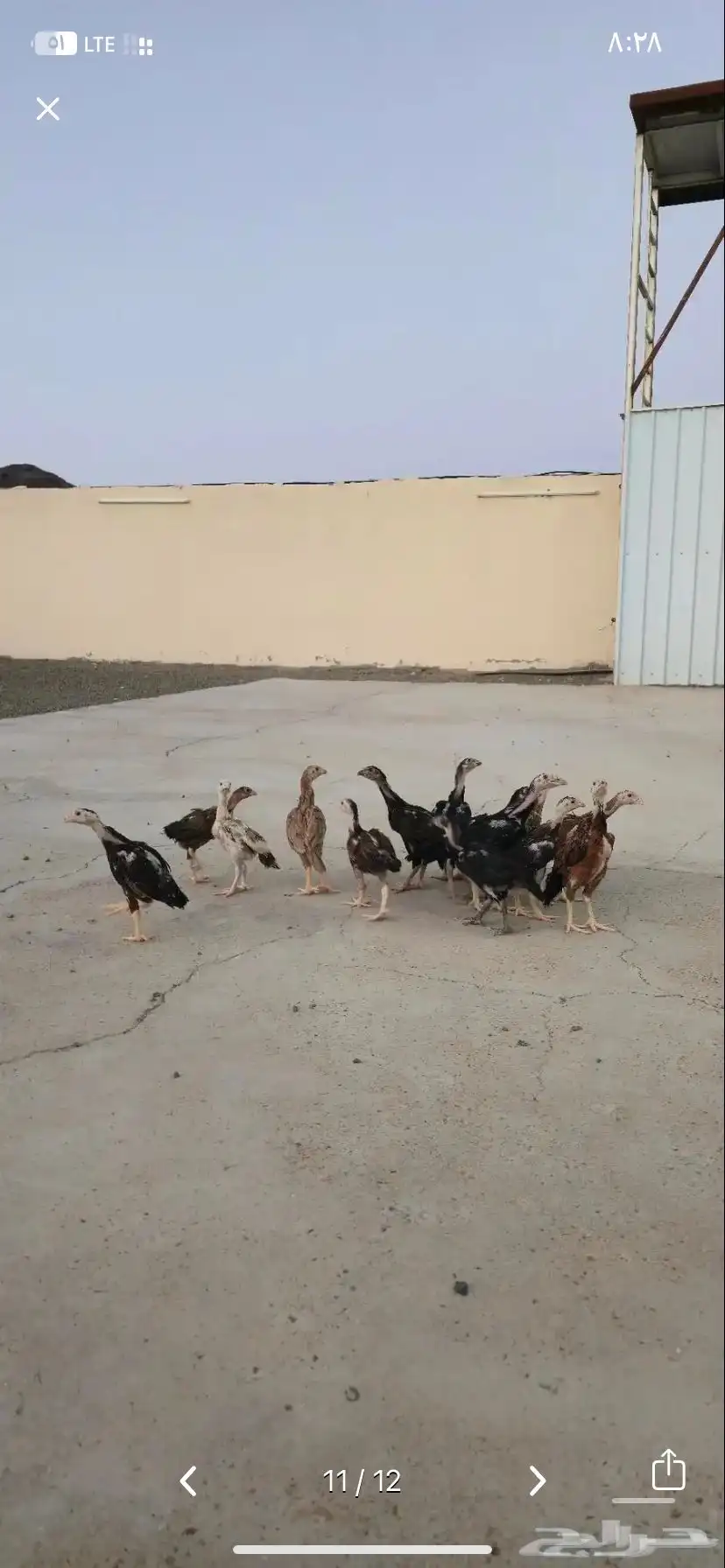 صوص باكستاني  تم البيع 3