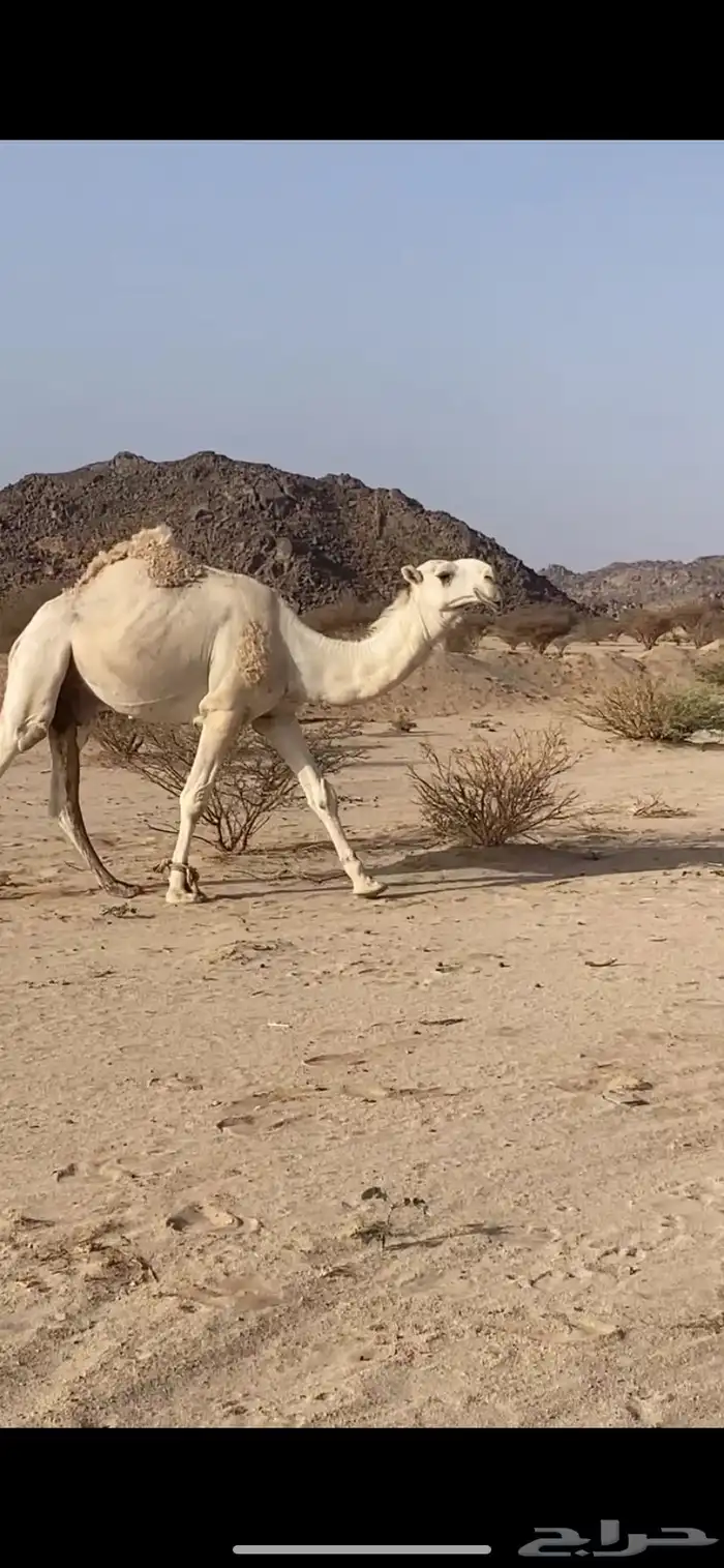بعير 0