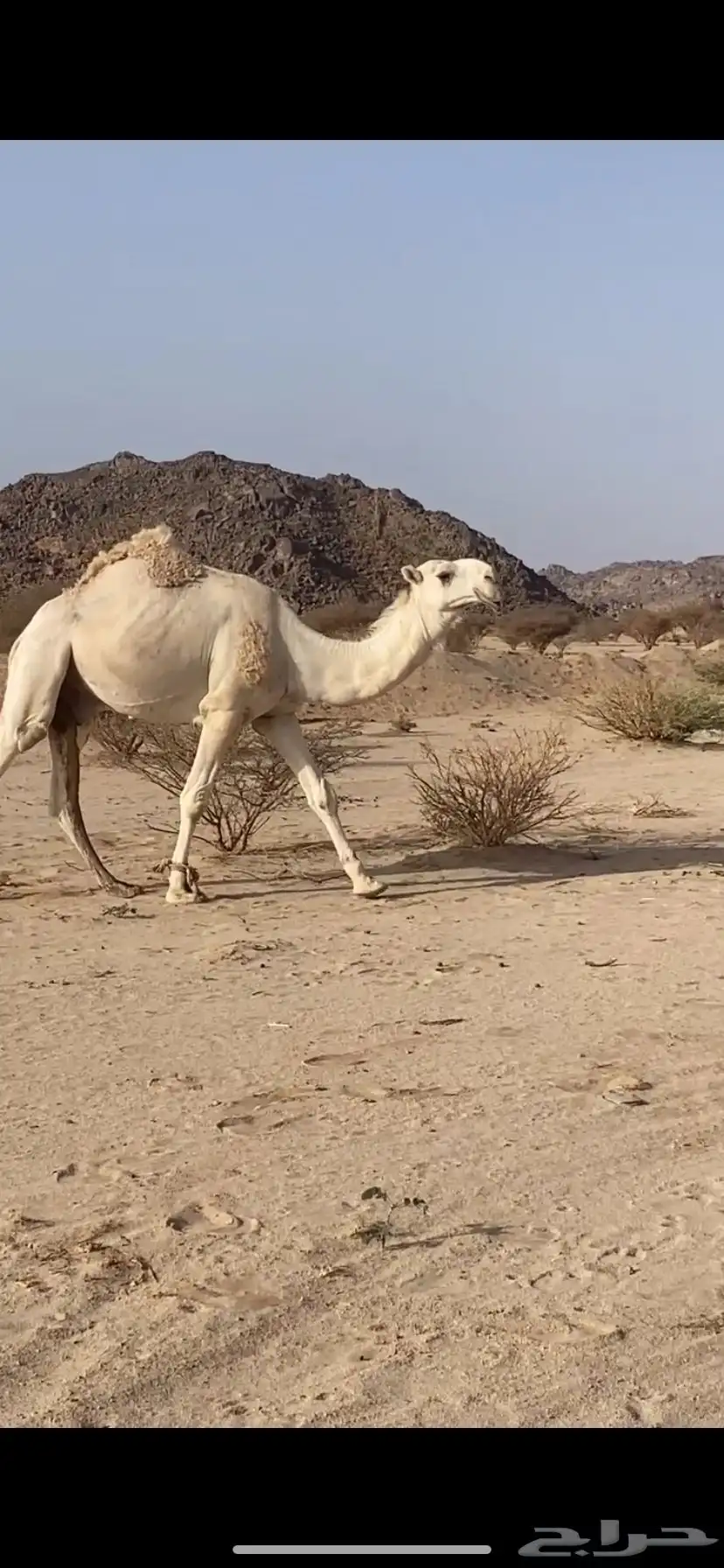 بعير 0