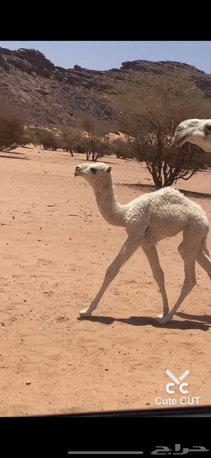 بعير 4